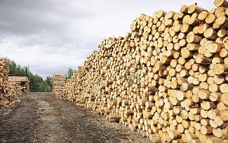 l&iacute;nea de producci&oacute;n de chapa de madera contrachapada